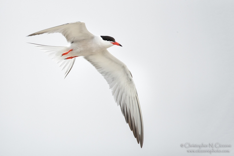 Common Tern