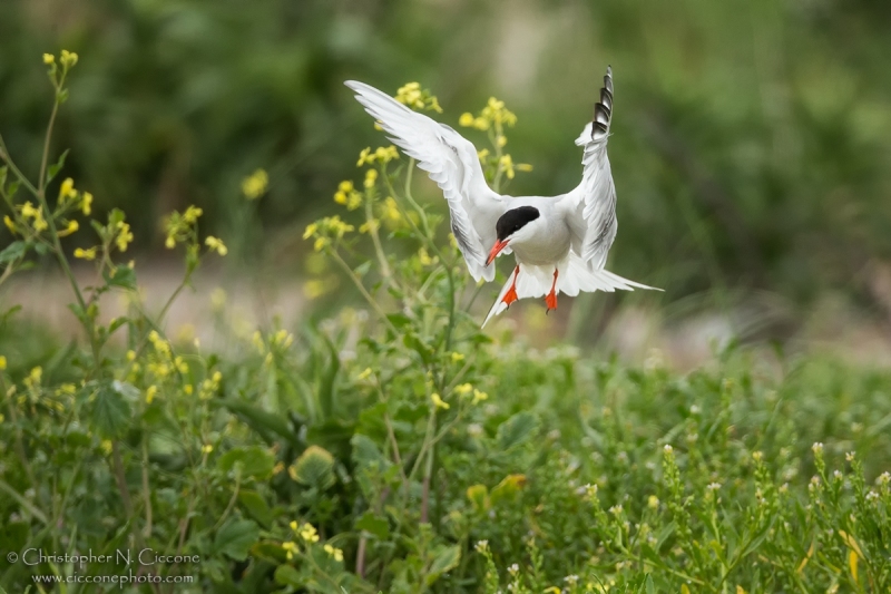 Common Tern