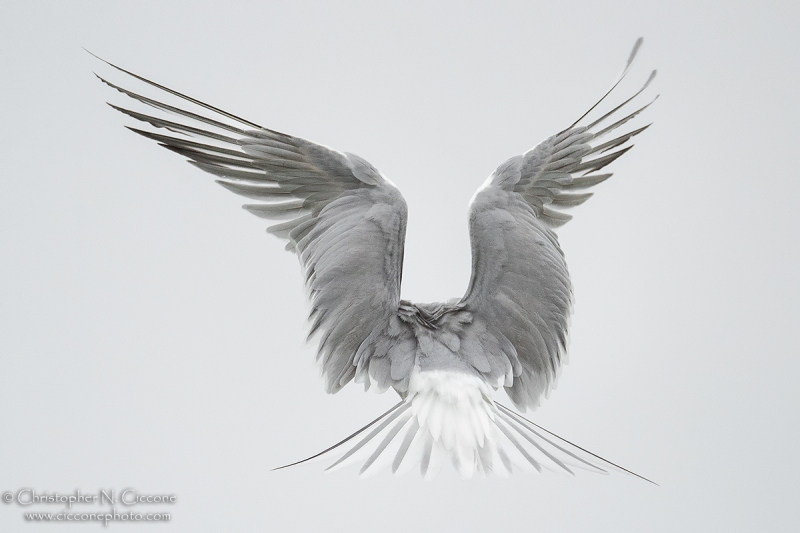 Common Tern