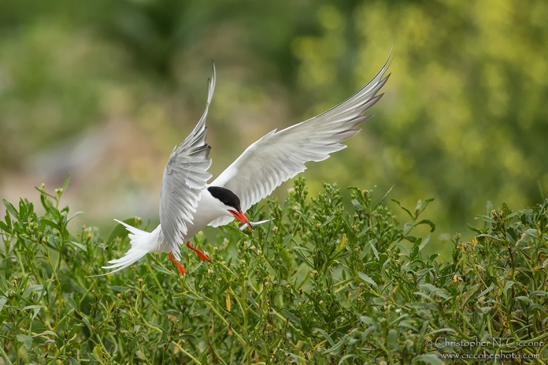 Common Tern