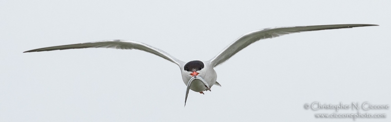 Common Tern