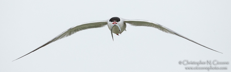 Common Tern