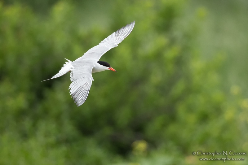 Common Tern