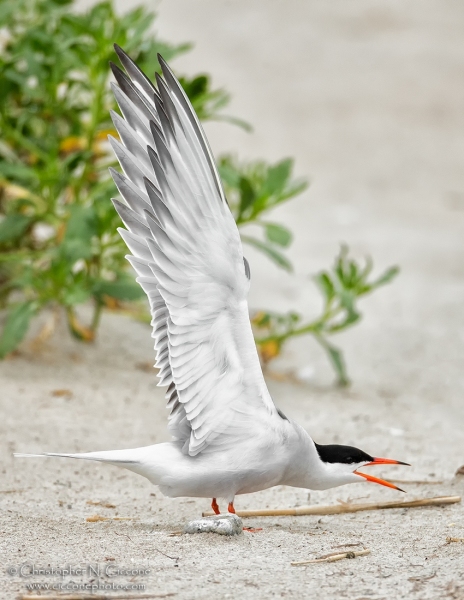 Common Tern