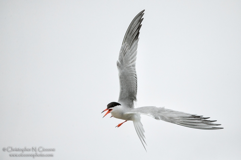 Common Tern