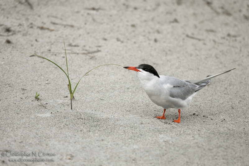 Common Tern