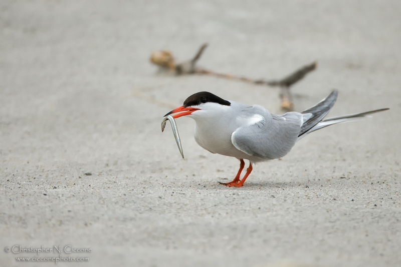 Common Tern