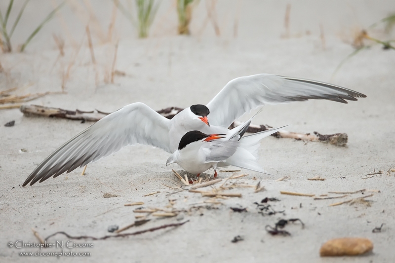 Common Tern