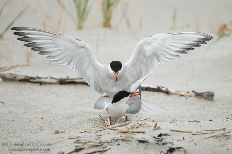 Common Tern