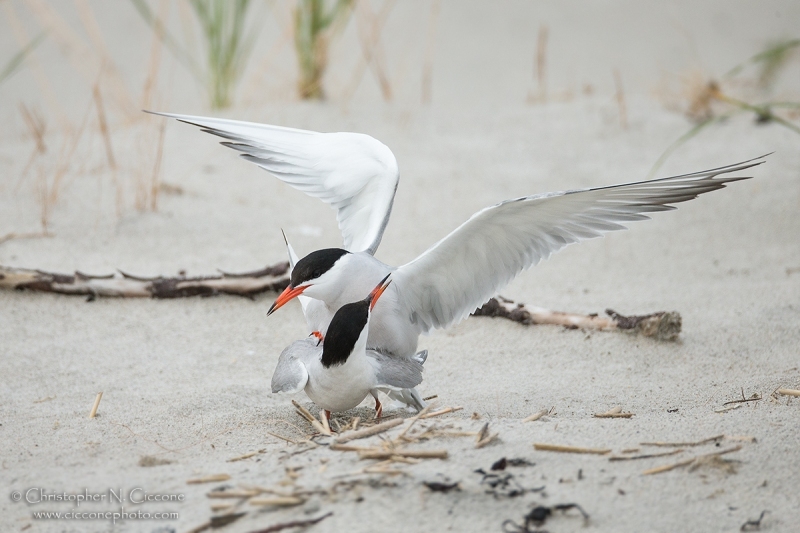 Common Tern