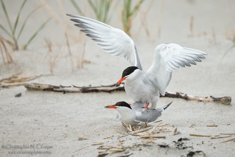 Common Tern