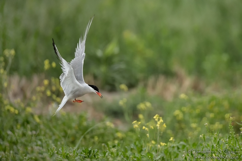 Common Tern