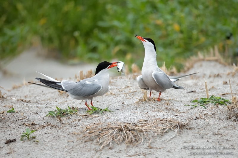 Common Tern