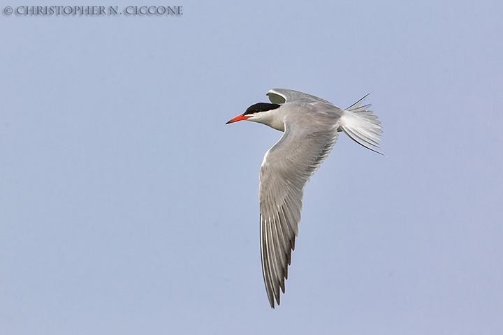 Common Tern