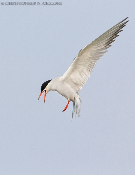 Common Tern