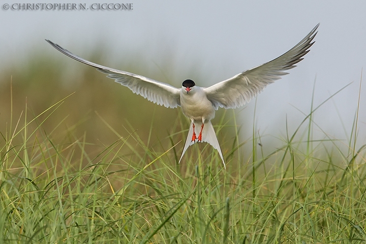 Common Tern