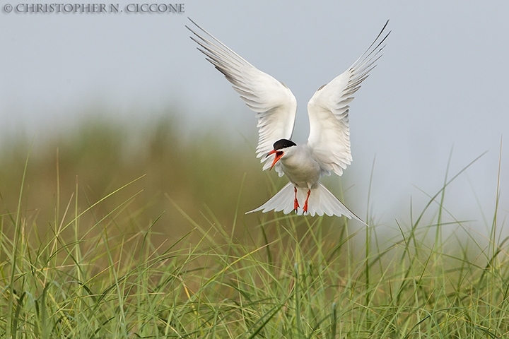 Common Tern