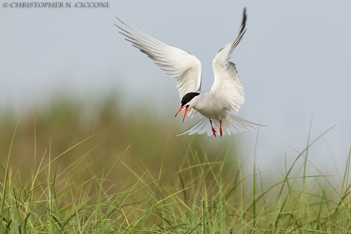 Common Tern