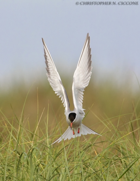 Common Tern