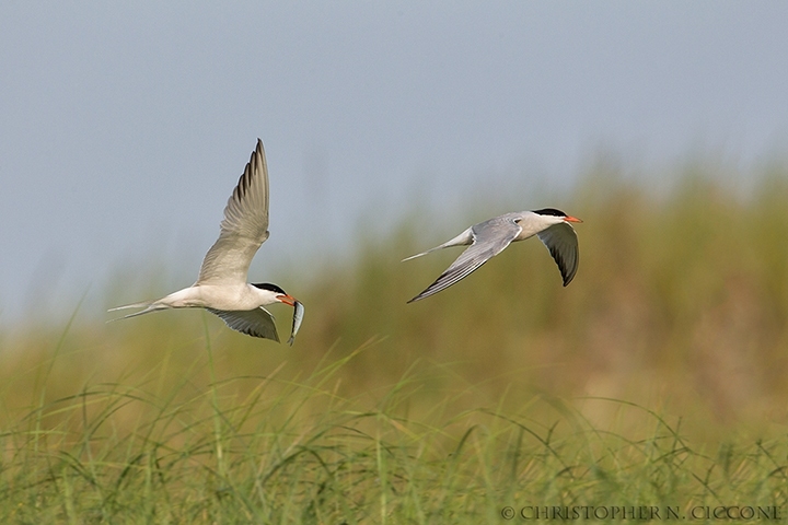 Common Tern