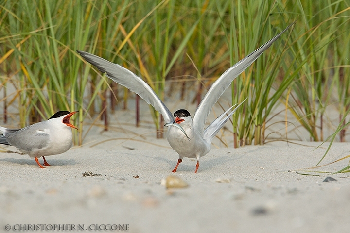 Common Tern