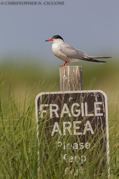 Common Tern