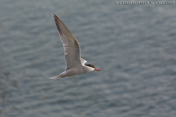 Common Tern