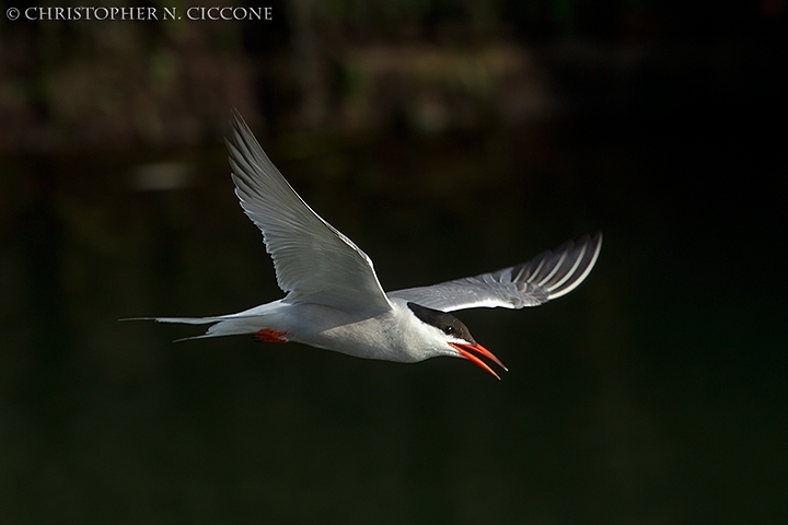 Common Tern