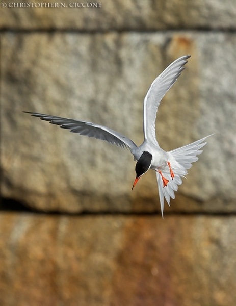 Common Tern