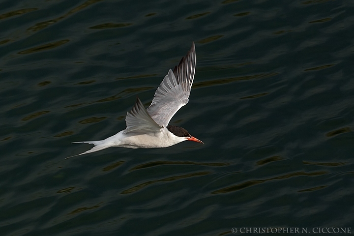 Common Tern