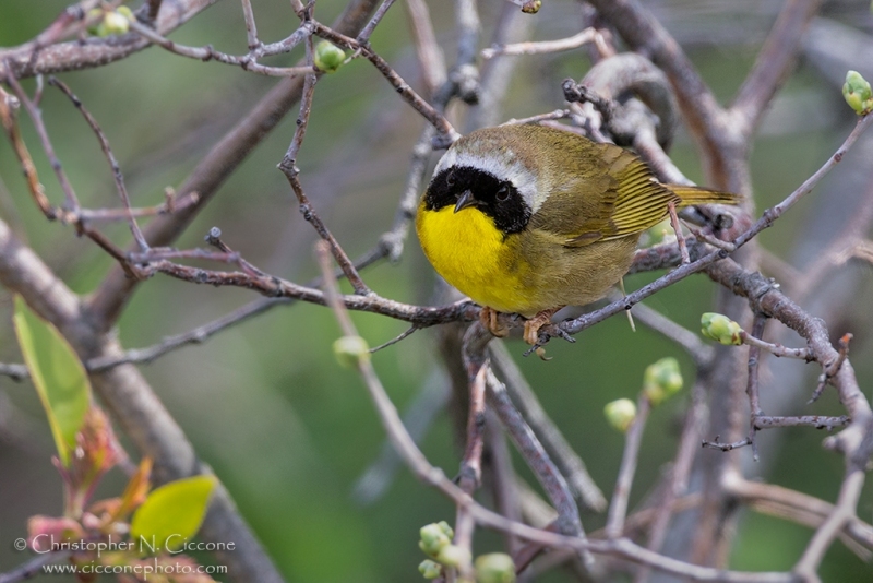 Common Yellowthroat