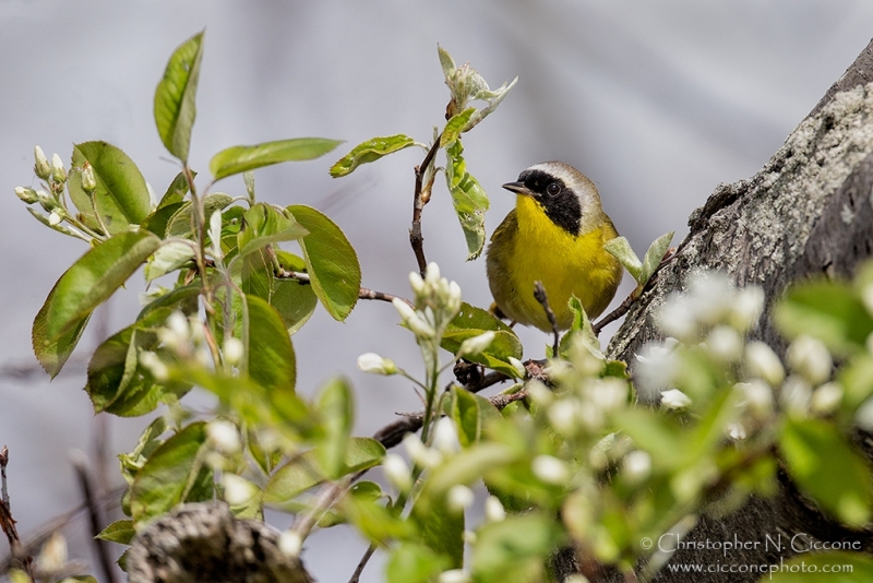 Common Yellowthroat