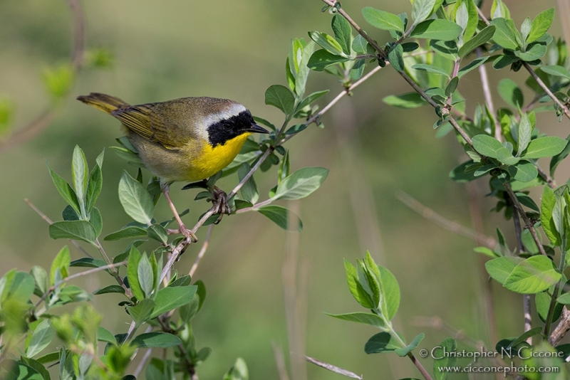 Common Yellowthroat