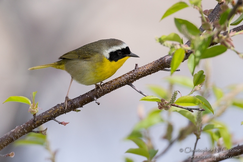 Common Yellowthroat