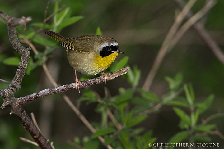 Common Yellowthroat