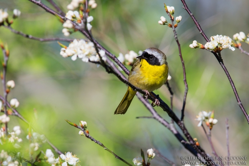 Common Yellowthroat