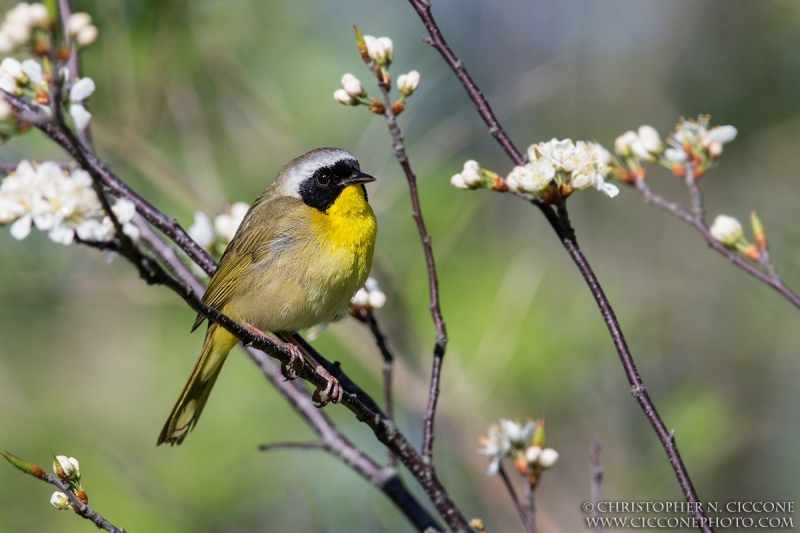 Common Yellowthroat