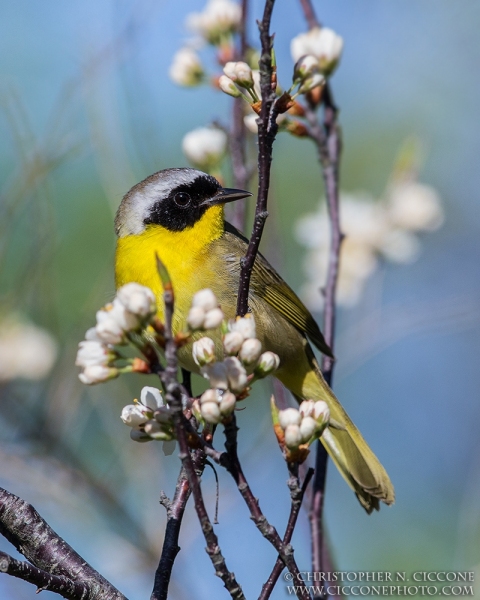 Common Yellowthroat