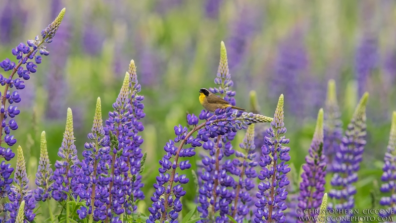 Common Yellowthroat