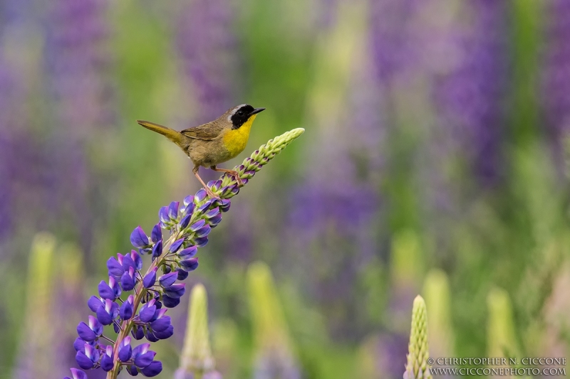 Common Yellowthroat