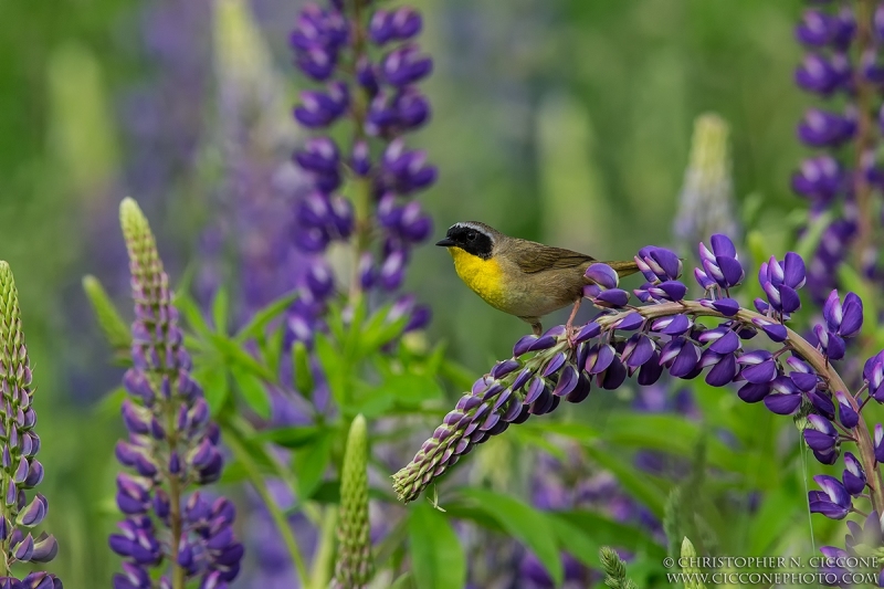 Common Yellowthroat