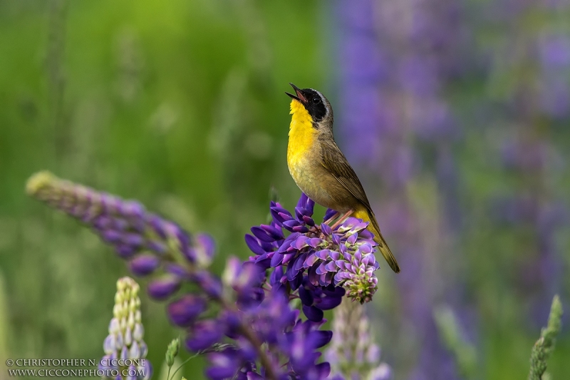 Common Yellowthroat