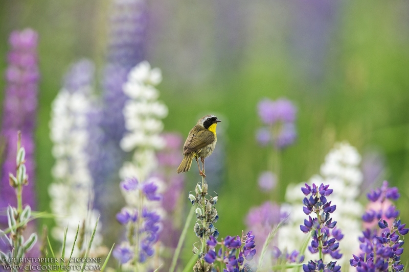 Common Yellowthroat