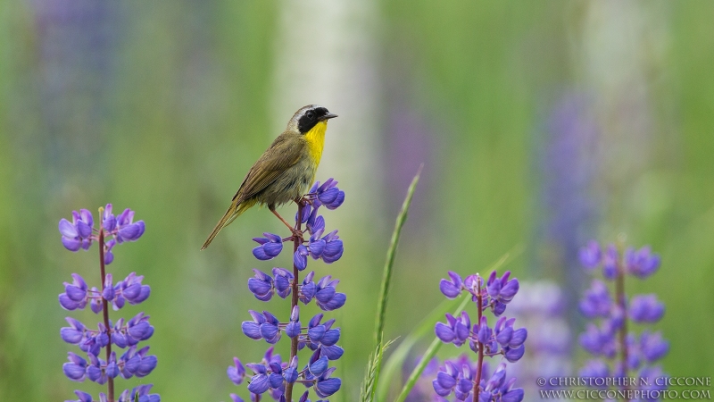 Common Yellowthroat