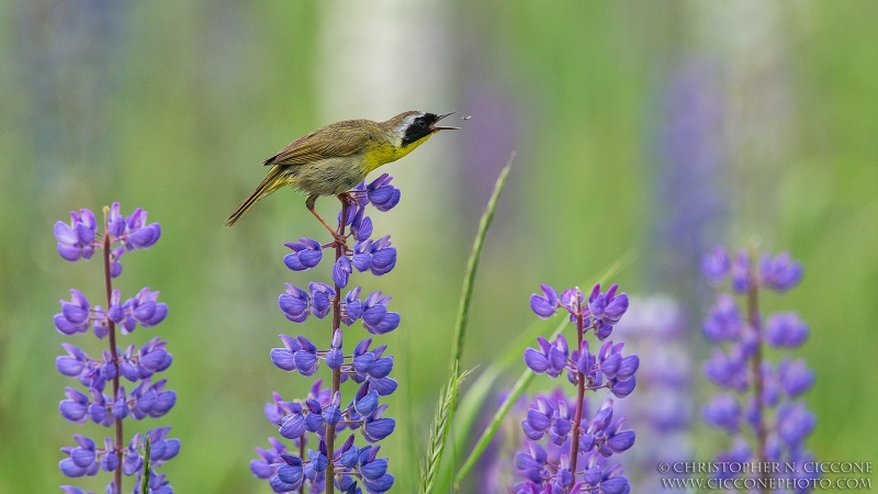 Common Yellowthroat