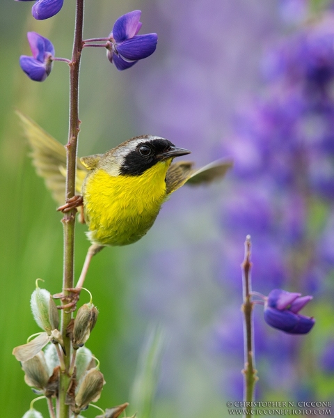 Common Yellowthroat