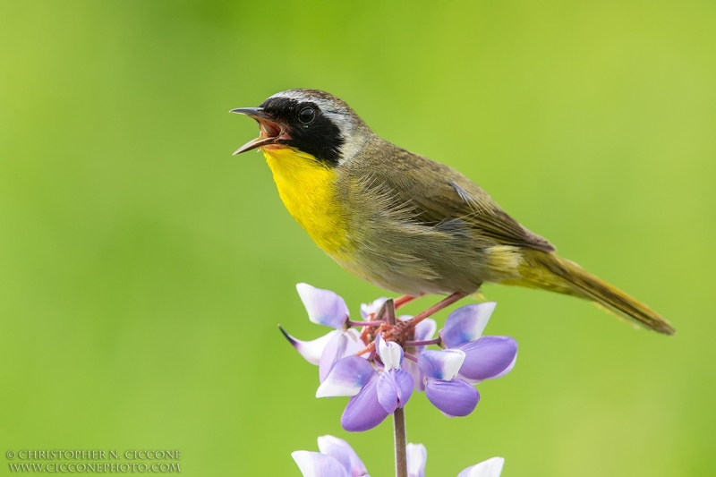 Common Yellowthroat