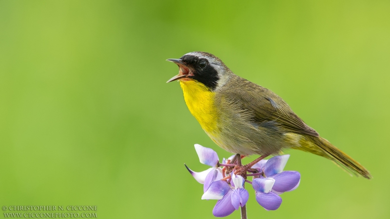 Common Yellowthroat