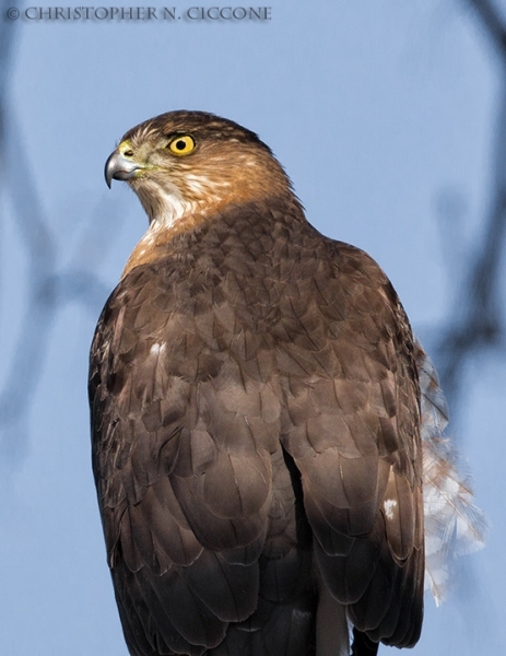 Cooper's Hawk