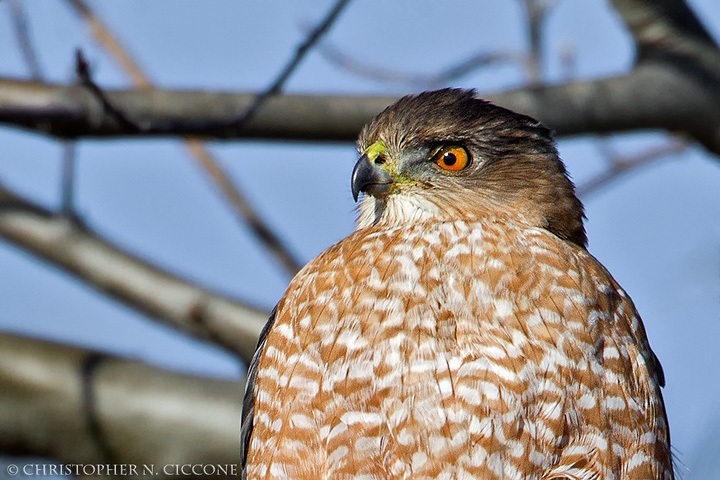 Cooper's Hawk